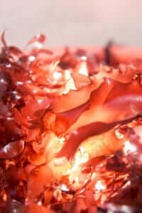 Sweet delicious baconweed. Seacon? Seaweed bacon? Whatever it is, it's delicious. 
