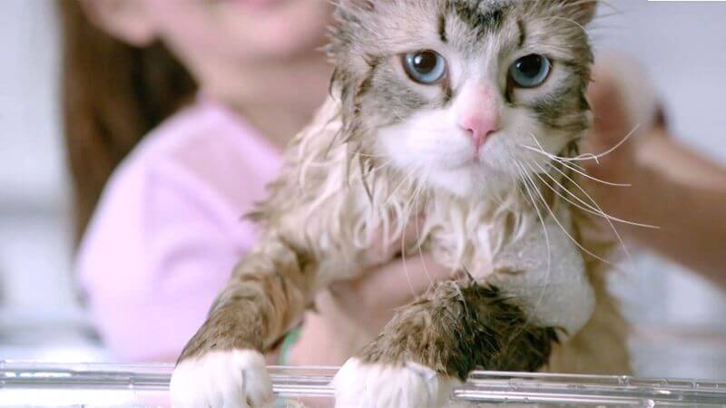 No cat should be subjected to viewing this movie.