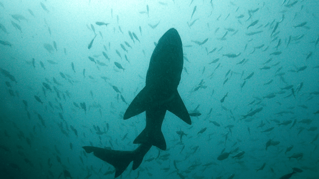 Shark Week Discovery Channel shark on the hunt