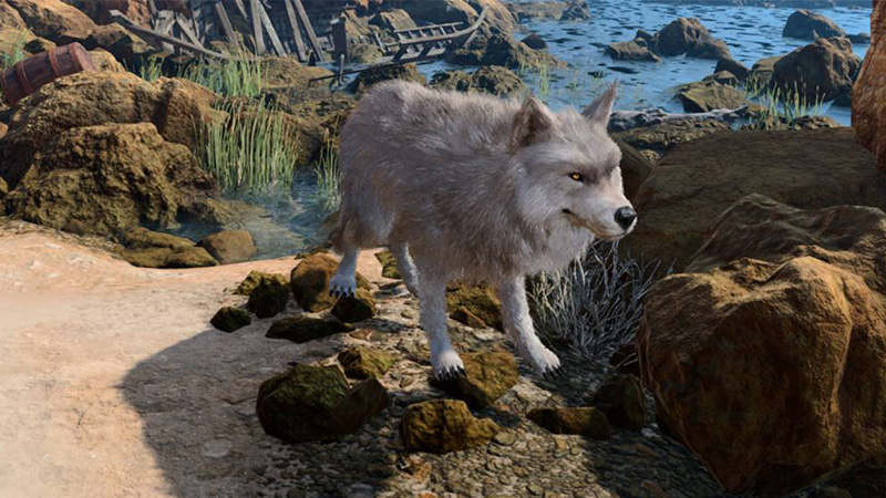 Baldur's Gate 3 Druid Wolf
