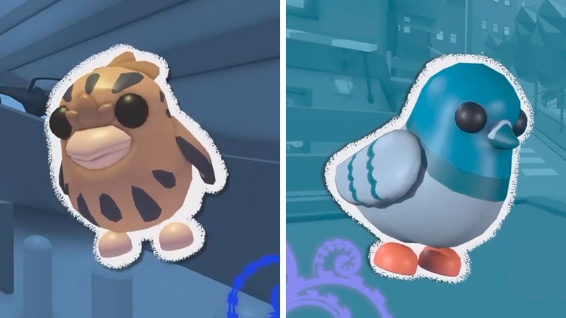 Uncommon Pets