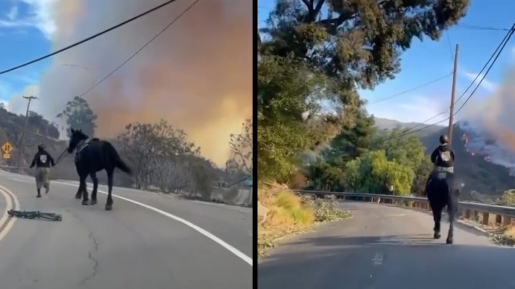California Hero Rescues Scared Horse From Burning Canyon, ‘This Is How Legendary People Are Made’ Kalyna Fedorowycz California Horse