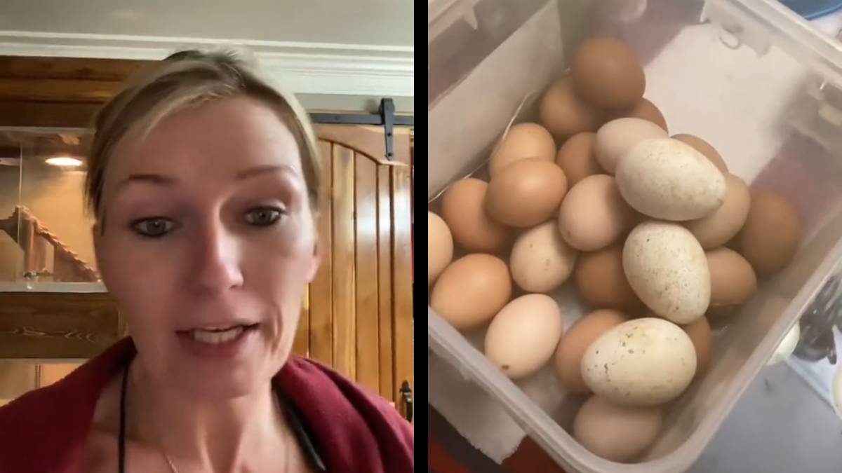 North Carolina Woman Shows That Despite Egg Crisis, People Are Ungrateful: ‘She Turned Up Her Nose at Free Yard Eggs’