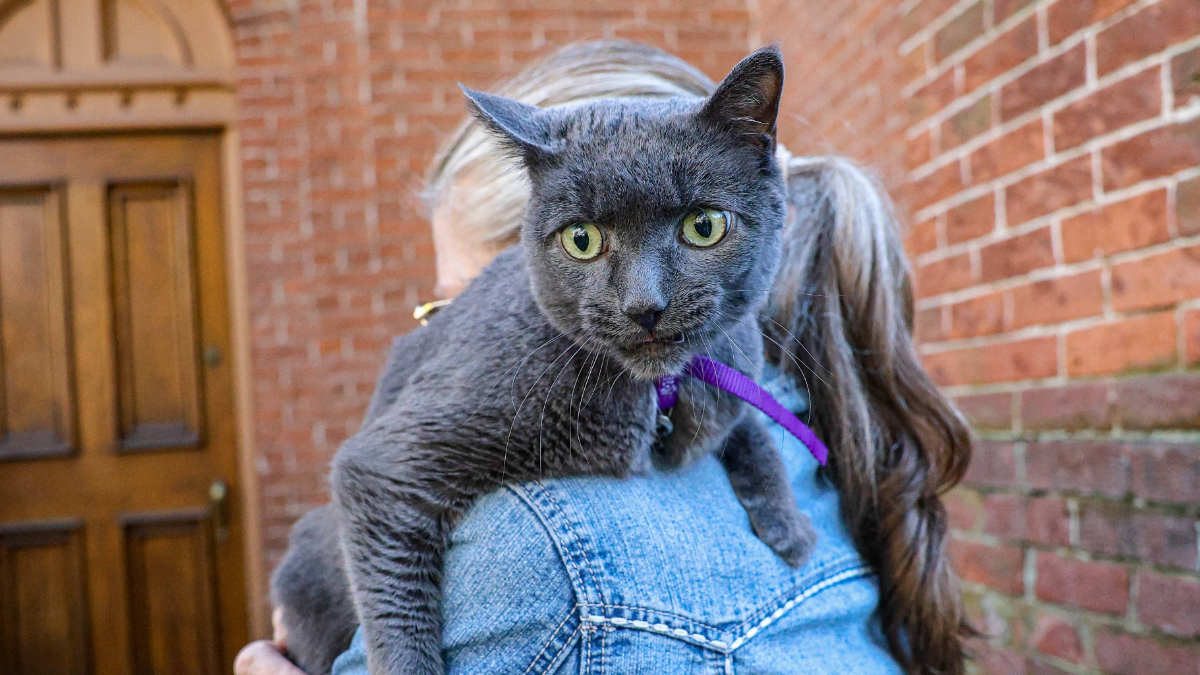 Iowa Karen Neighbor Threatens To Have Pet Cat Euthanized for Biting Her 4-Year-Old Son: ‘They Don’t Even Put Pit Bulls Down for This’