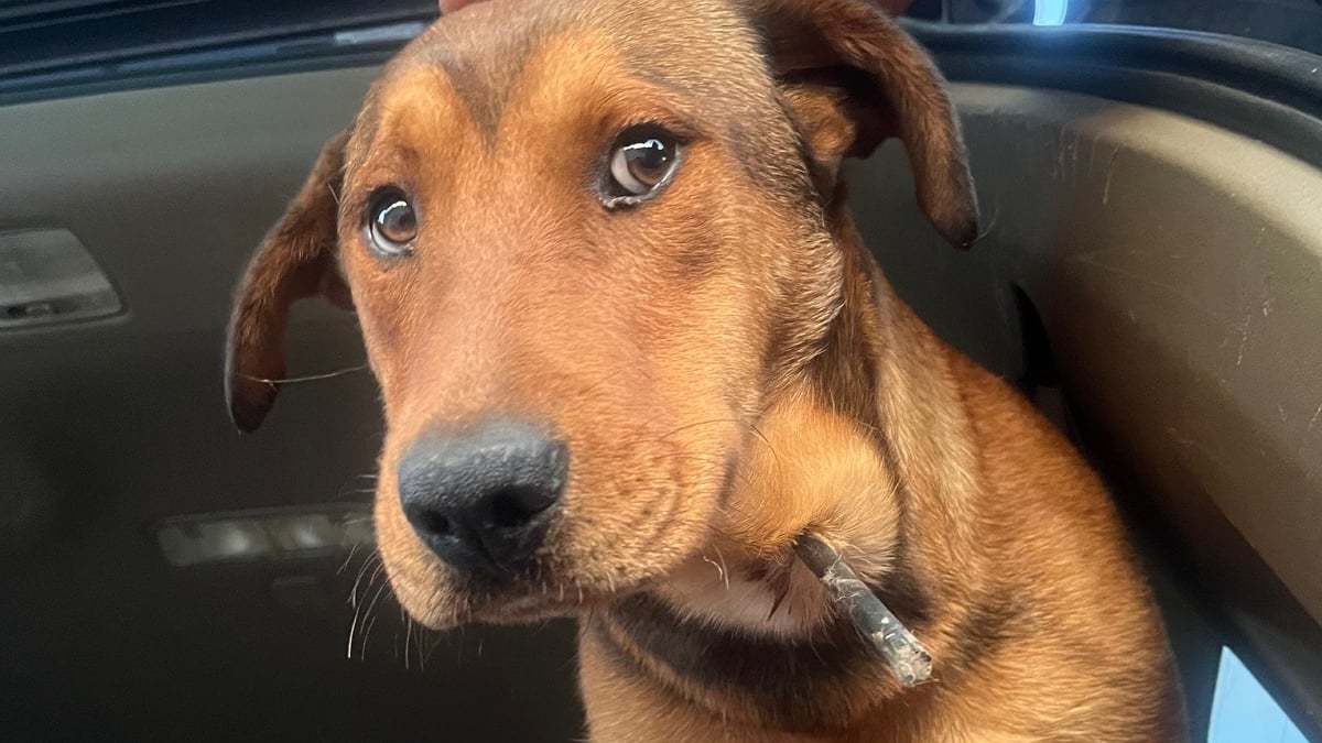Missouri Rescuers Horrified as Stray Dog Found Impaled by Arrow: ‘They Wanted Him Dead’