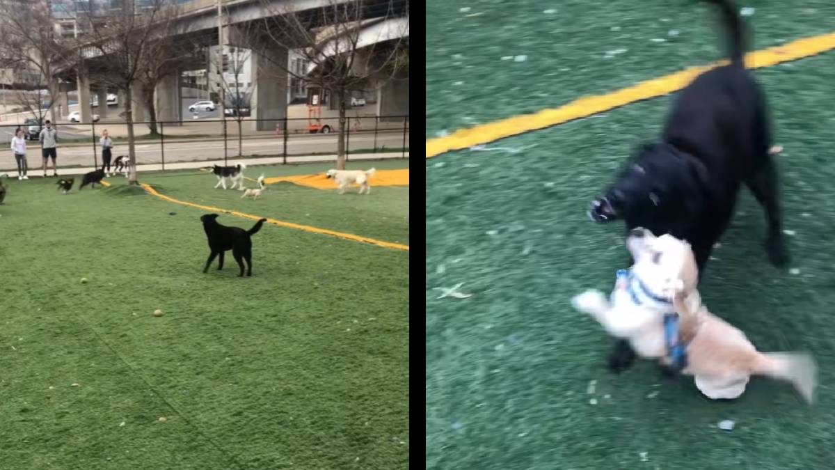 Ohio Special Needs Dog Had Problems Making Friends in the Park Until Another One Invited Her to Play: ‘An Extrovert Picked Her 😭’