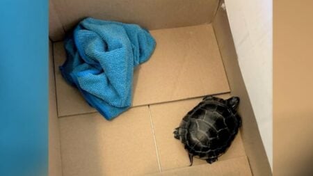 Pennsylvania Man Hides Turtle in Pants