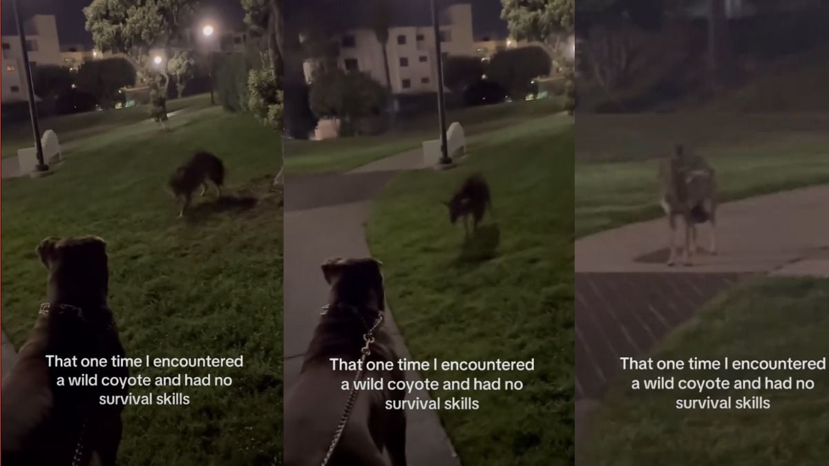 California Woman With No ‘Survival Skills’ Encounters a Wild Coyote With Her Dog: ‘Helga Needs A Raise After This’