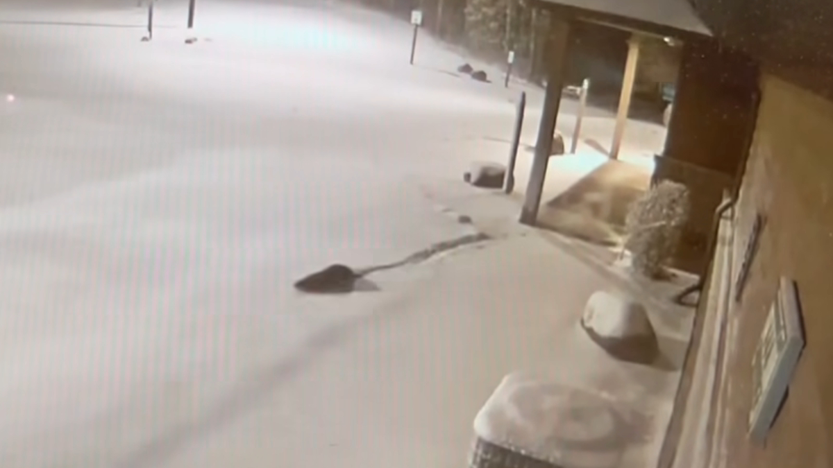 Wisconsin Zoo’s Otter Duo Escapes During Snowstorm, Enjoys Snowy Frolics: ‘We Otter Here’