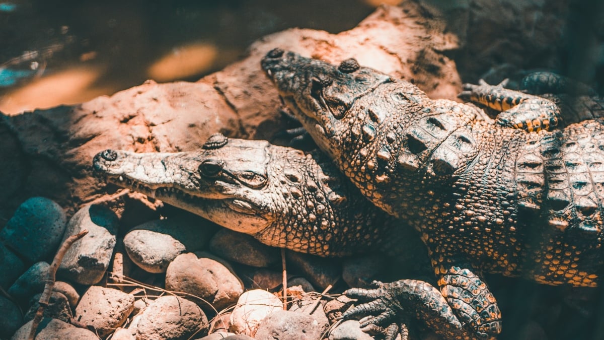 Crocodile vs Alligator Smackdown in Florida Turns Political: ‘Some are Reptilicans & Some are Crococrats’
