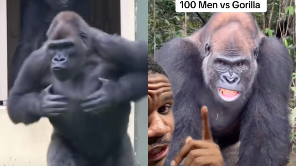 gorilla beating its chest in 100 men vs gorilla article