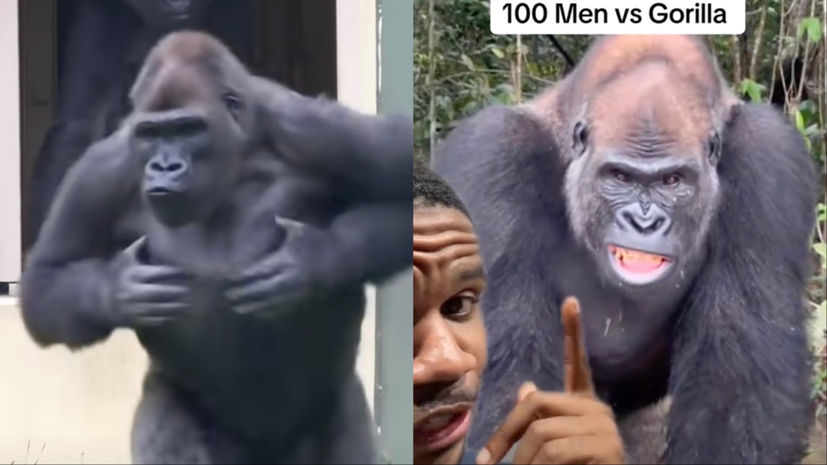 LA Man’s 100 Men vs One Gorilla Claim Sparks Fierce Debate Online: “Let the Battle Begin”