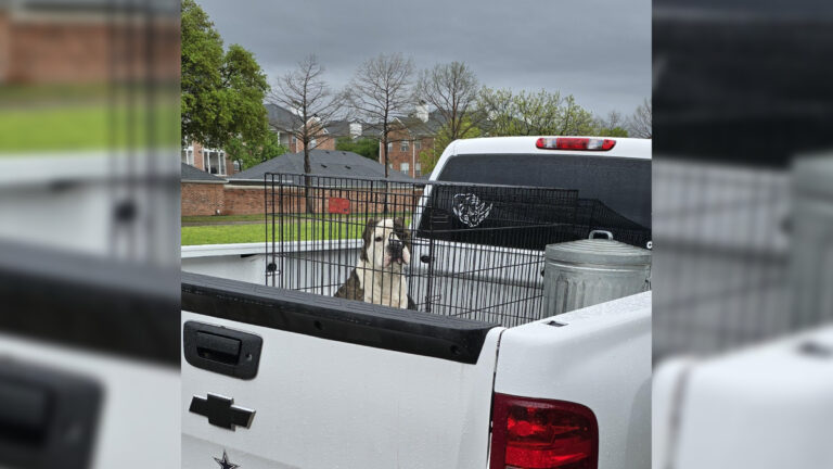 Dallas Dog in a Truck