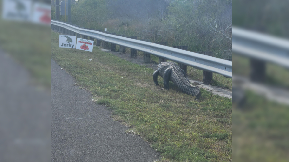 Florida Alligator Seen Crawling Toward a Jerky Sign, ‘He Is Heading Over To Have a Word With the Guy Who Put That Sign Up’