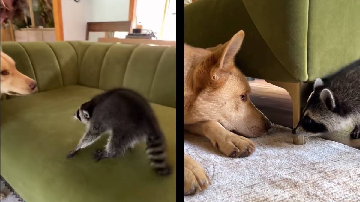 Florida Raccoon Proves That Animals Always Deserve Second Chances: ‘I Feel Like You’re Asking for Trouble’