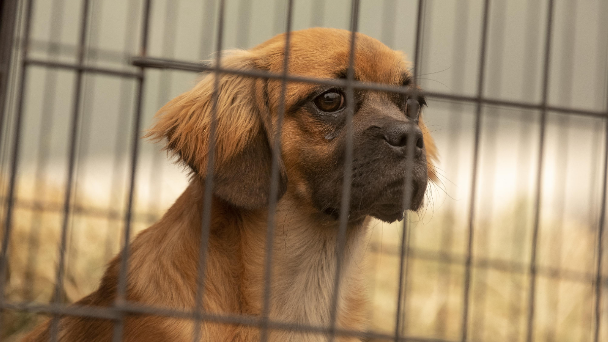 Michigan Male Karen Calls Police on Neighbor, Falsely Accuses Her of Dog Theft Based on Her Race: ‘People Are Dumb and Unpredictable’