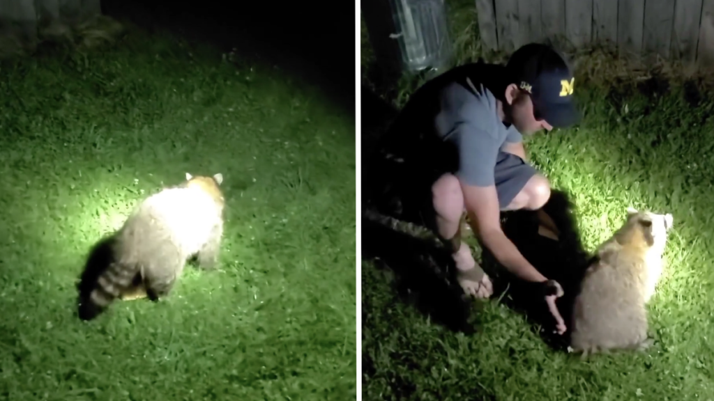 Michigan man saves raccoon from choking