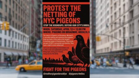 New York City Protestors Plan Gathering to Protect Pigeon Netting 'These Poor Creatures'