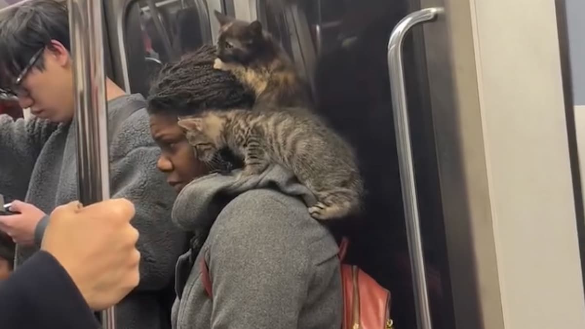 ‘Loving’ New York Woman Rescues Two Kittens, Rides Subway in Purr-fect Style: ‘I Think They’re Holding Her Hostage’