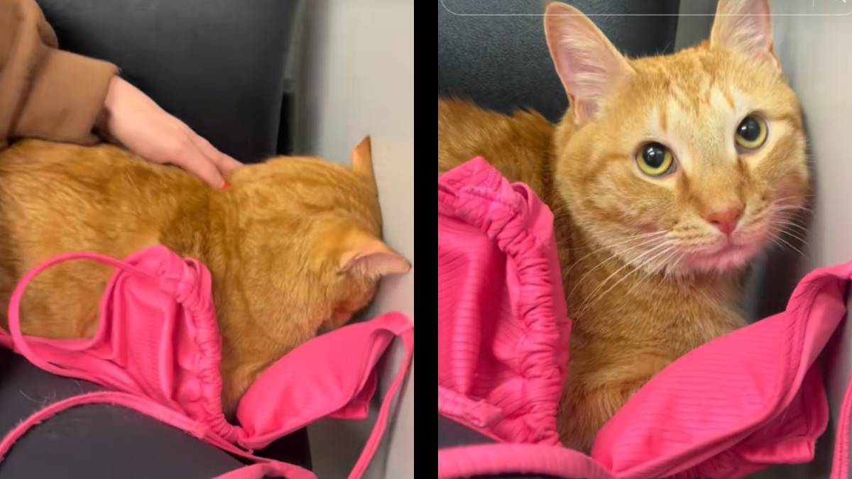 A Tennessee Cat Proves That Animals Need Some Emotional Support, Too: ‘This Is So Orange Cat Coded’