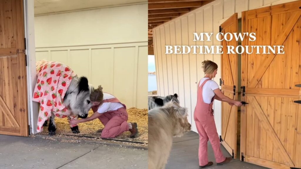 A picture of Nevada woman and her cows.