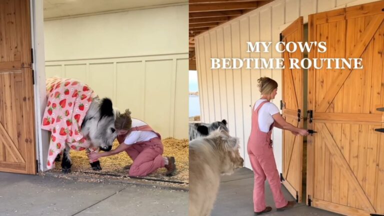 A picture of Nevada woman and her cows.