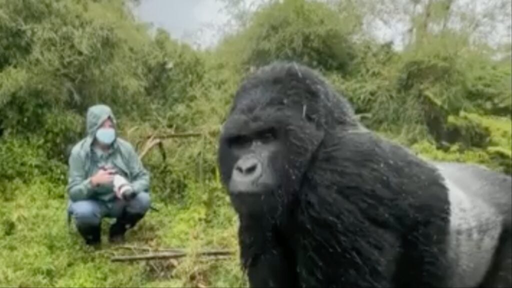 wildlife photographer and gorilla in 100 men vs one gorilla article
