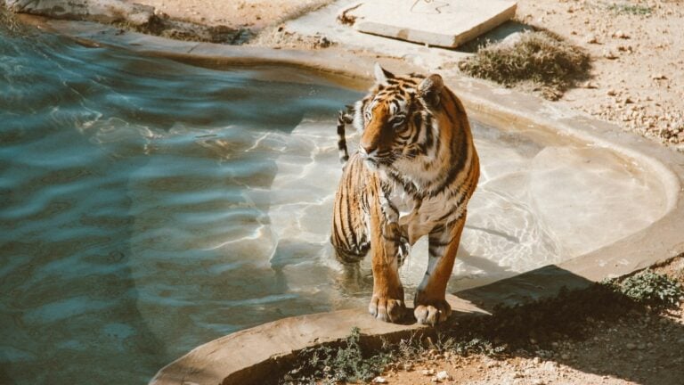 Nevada tiger
