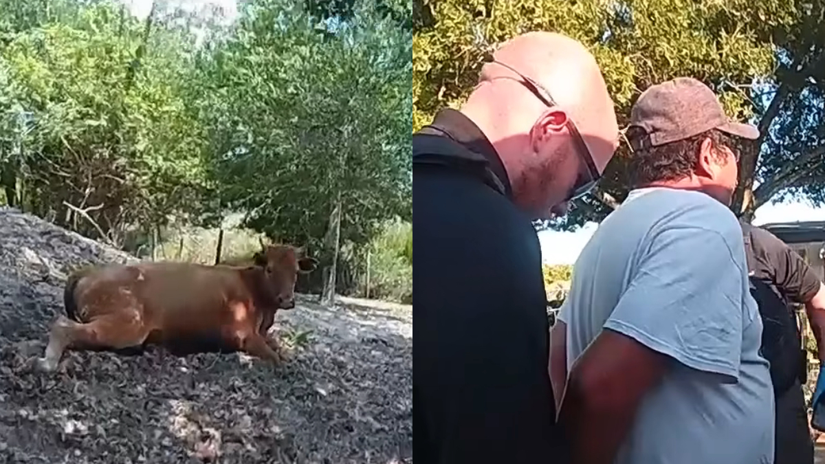 Florida Man Shoots Neighbor’s Pregnant Cow Five Times Over Property Dispute: ‘Stand Your Ground Beef’
