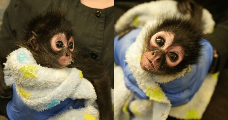 Police Uncover Baby Monkey Protecting a Meth Stash in California Bust Monkey found guarding drugs in California bust