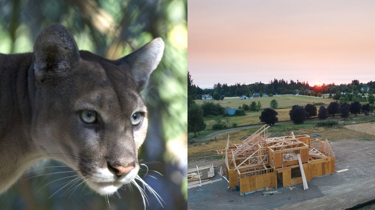 10,000 Homes Planned in Florida as Panther Territory Faces Bulldozers: ‘This Is Why We Can’t Have Nice Things’