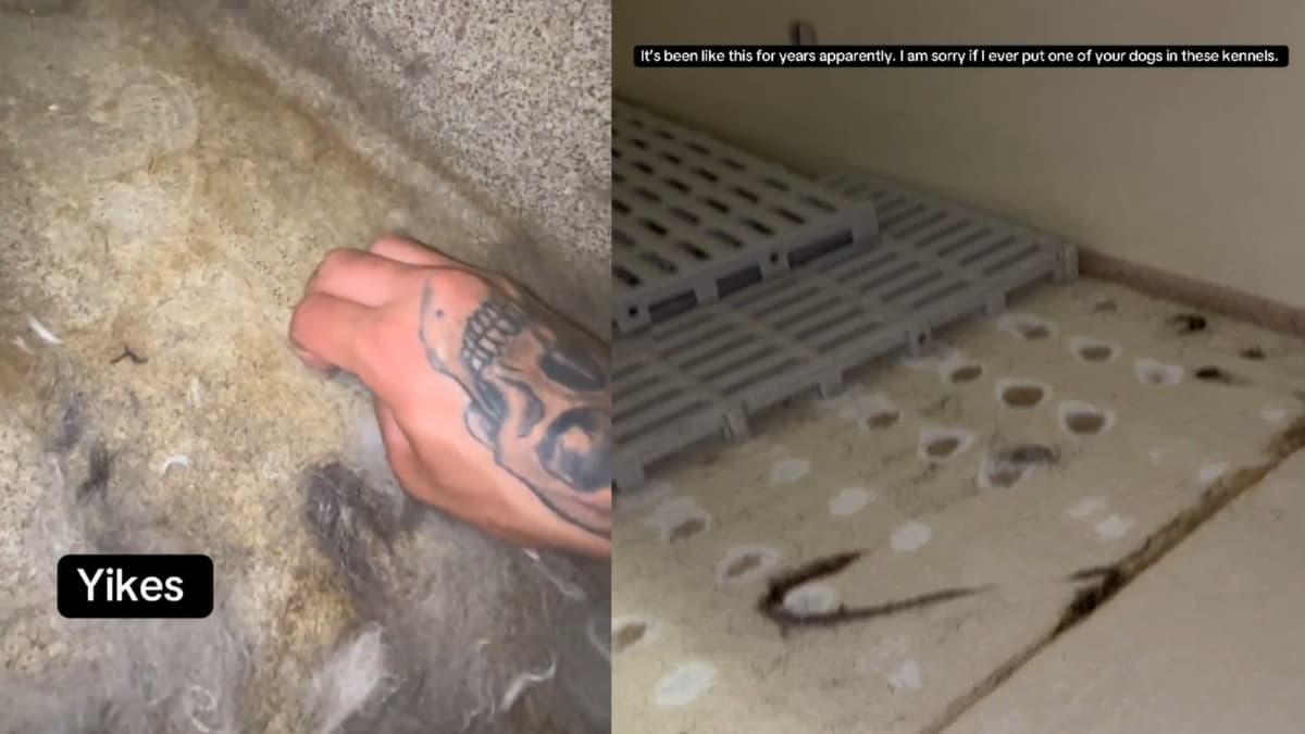 Fed Up Iowa Worker Spills Petco’s Dirty Secrets and Gets Fired: ‘What Outcome Did You Expect’