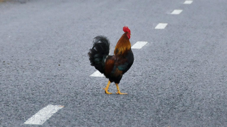 Florida Woman Attacked Driver for Running Over Chicken Crossing the Road