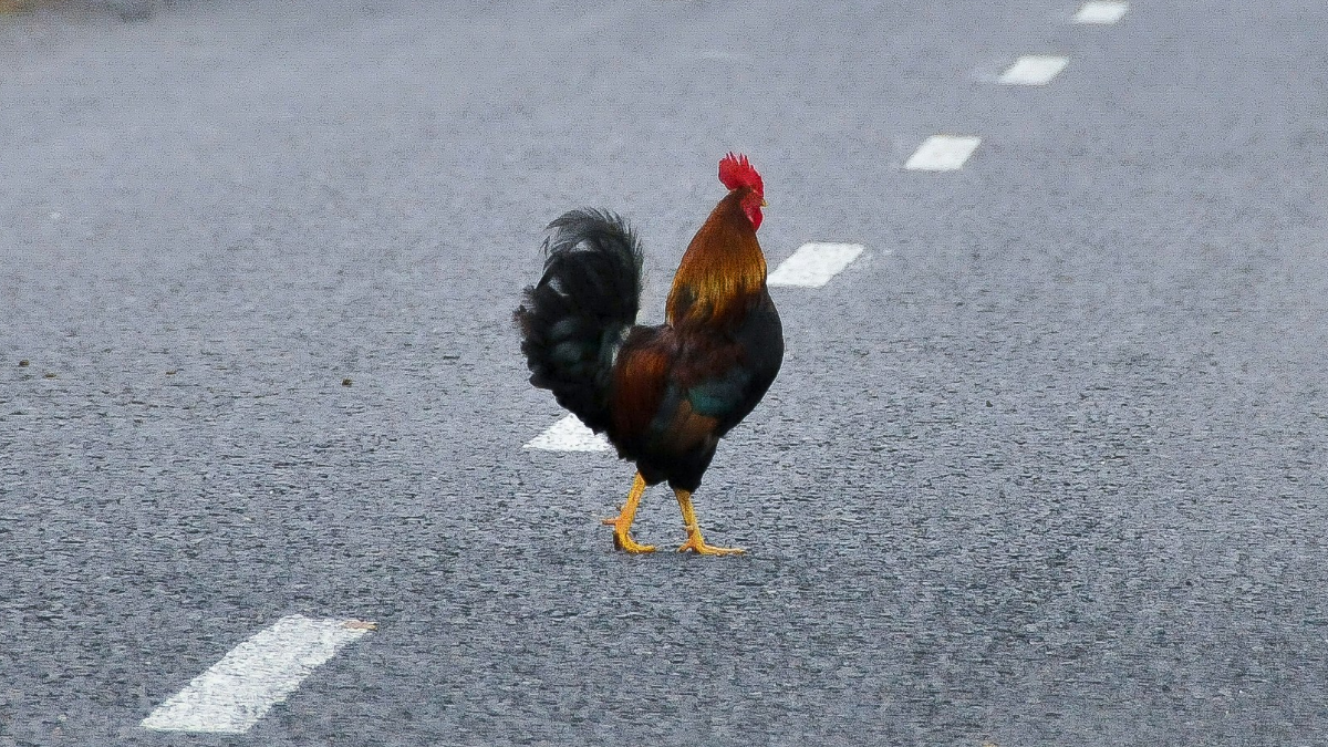 Florida Woman Bear-Sprayed Mother on Her Way to Daycare for Running Over Chicken Crossing the Street: ‘Now We’ll Never Know Why It Was Crossing the Road’