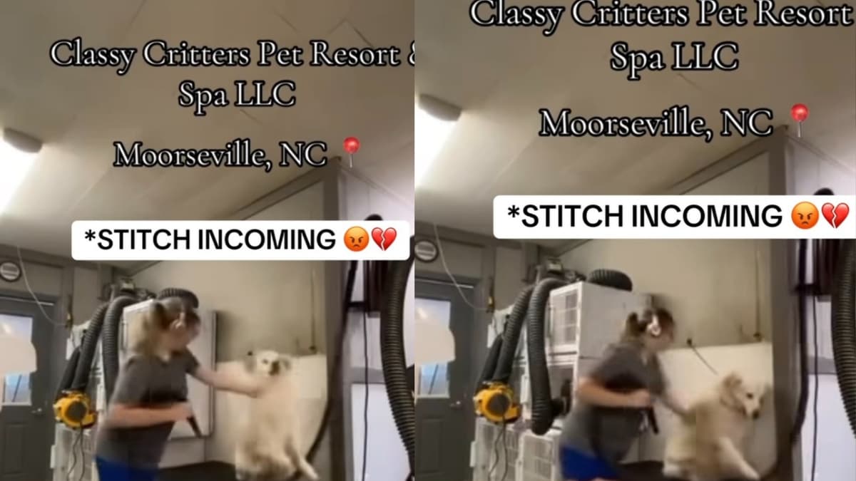 North Carolina Dog Groomer Caught Beating Helpless Dogs on Camera: ‘My Blood Is Boiling’