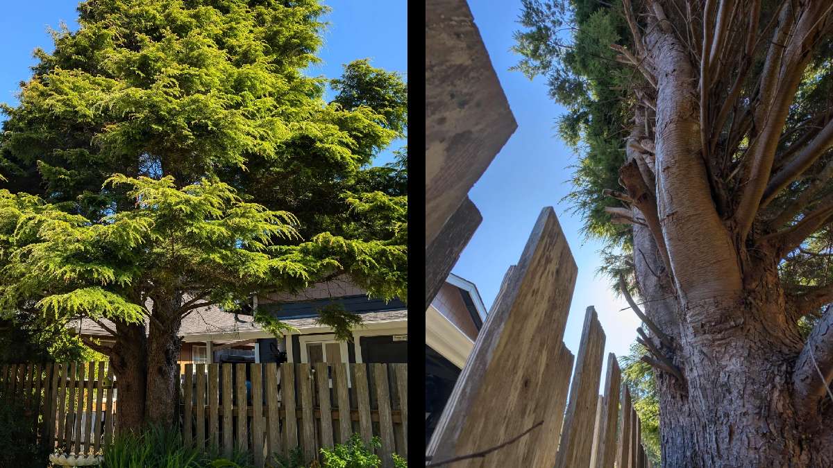 Deranged Oregon Threatens to Cut Down His Neighbors’ 50-Year-Old Tree and Yells at His Wife ‘Neighbor Is an As*’