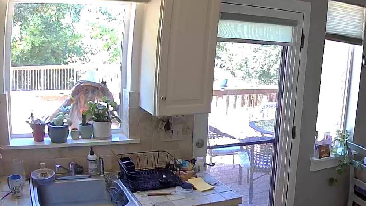 A Landlady in California Terminates Her Tenants’ Lease Because of Overgrown Tree Branches: ‘It Could Be a Health-Related Problem’