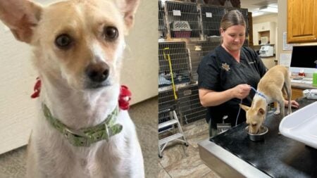 Poncho Dog Rescue