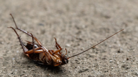 Virginia 2-Year-Old Fights Off Roaches While Eating in Bug-Infested Home