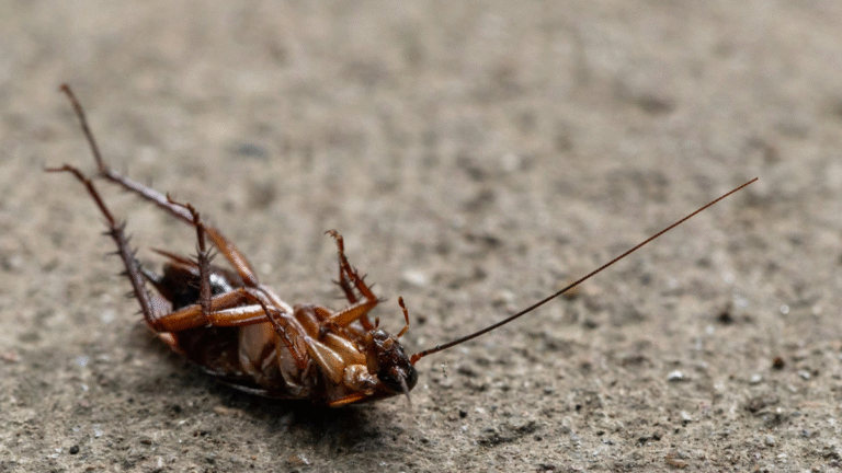 Virginia 2-Year-Old Fights Off Roaches While Eating in Bug-Infested Home
