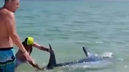 make shark washed ashore in Pensacola, Florida