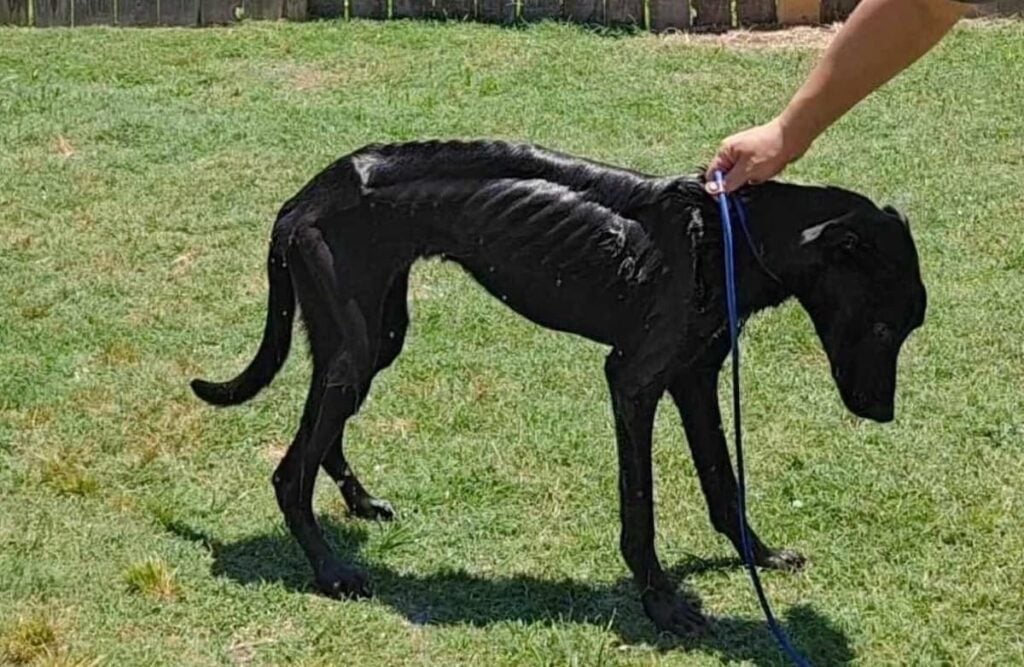 skeleton dog koa in texas
