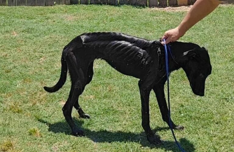skeleton dog koa in texas