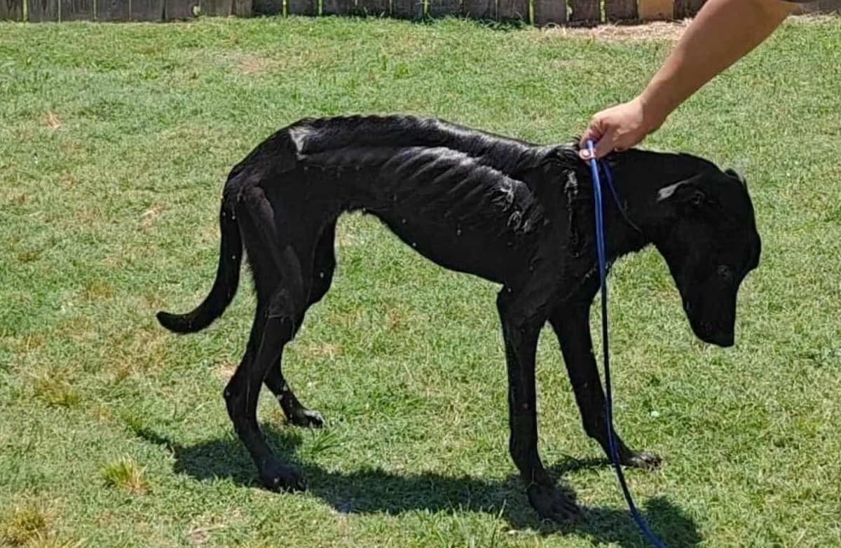 Skeleton Dog ‘So Emaciated He Could Barely Walk’ Needs a Home After Proving ‘Resilience’ in Texas