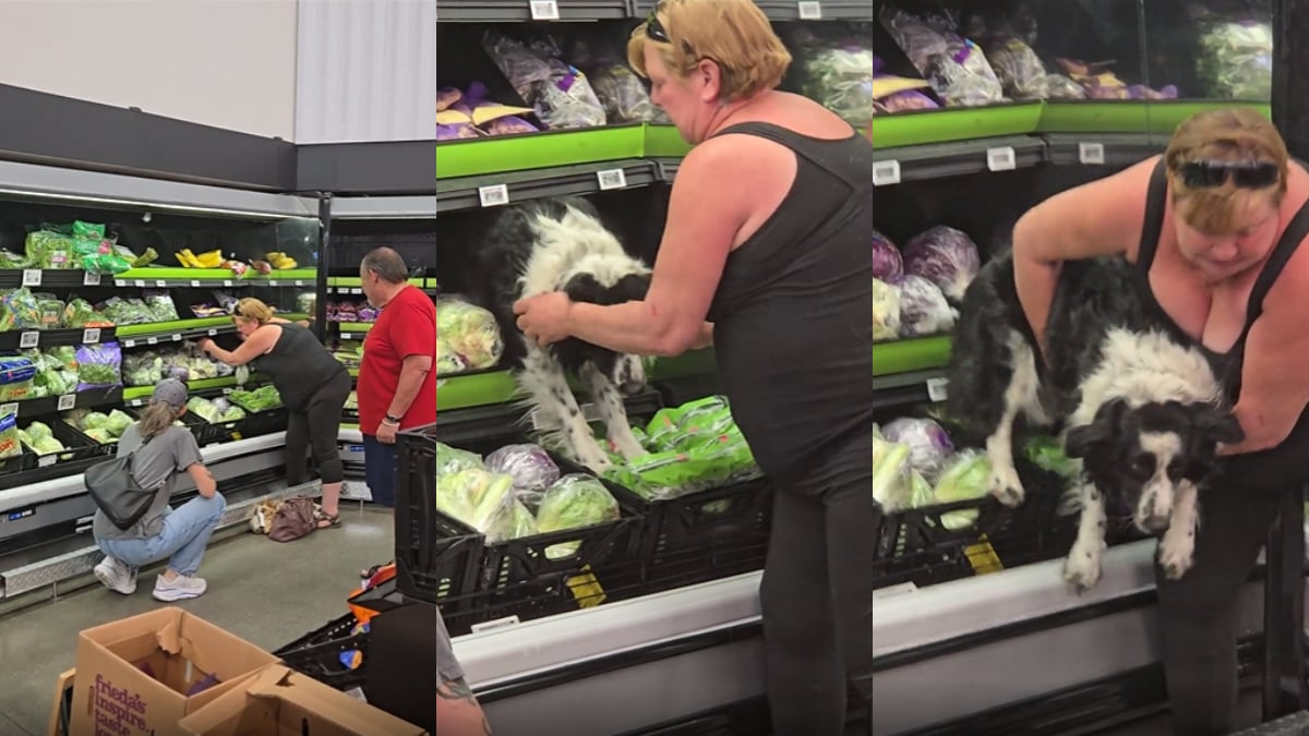 Colorado Walmart Shopper Finds Random Dog in the Lettuce Section & Rescues the Scared Pooch: ‘Should Have Been in With the Collie Flower’