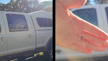 Tennessee Spider Web