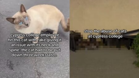 A picture of the cats at the California college.