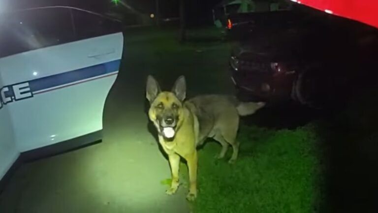 Arkansas dog killed by cop