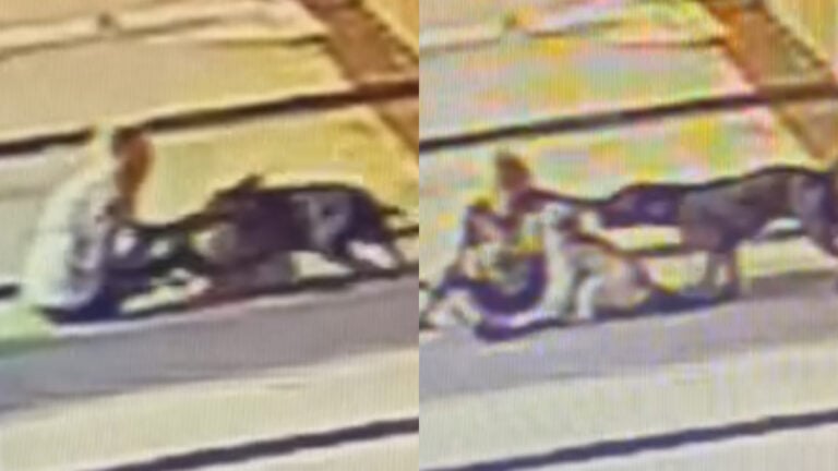 pitbull attack