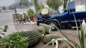 $10K Arizona Cactus Smashes Truck, Does $5K Worth of Damage